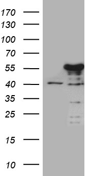 JIP1 Antibody