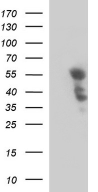 JNK2 Antibody