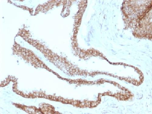 JUP Antibody