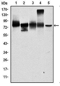 JUP Antibody