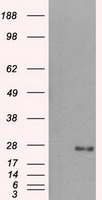 KAP1 Antibody