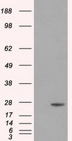 KAP1 Antibody