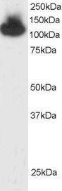 KAP1/TRIM28 Antibody
