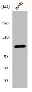 KCNH1 Antibody