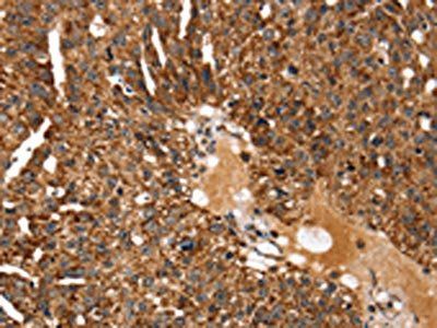 KCNH6 Antibody