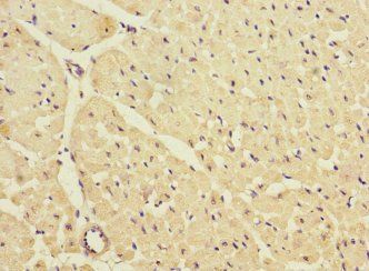 KCNJ4 Antibody