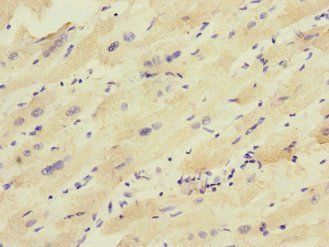 KCNJ4 Antibody