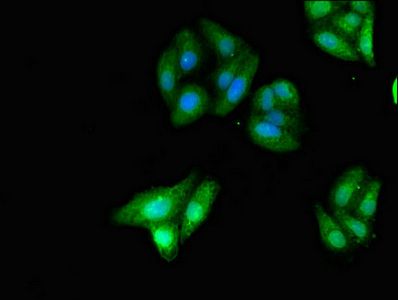 KIDINS220 Antibody