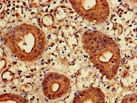 KIDINS220 Antibody