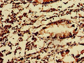 KIDINS220 Antibody