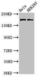 KIDINS220 Antibody