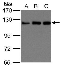 KIF5B Rabbit Polyclonal Antibody