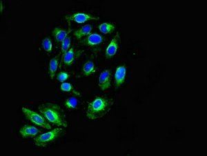 KIR2DS2 Antibody