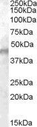 Kcnj11/Kir6.2 Antibody