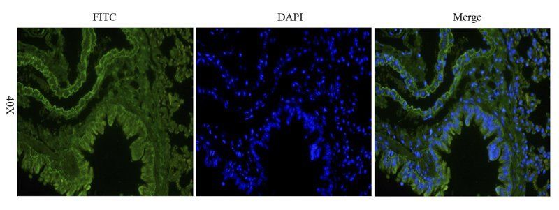KLF2 Rabbit Polyclonal Antibody (FITC)