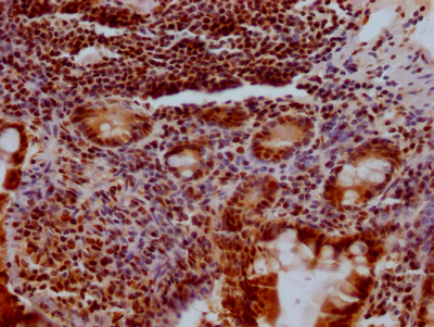 KLF4 Antibody
