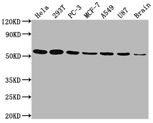 KLF4 Antibody