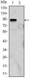 KLF4 Antibody