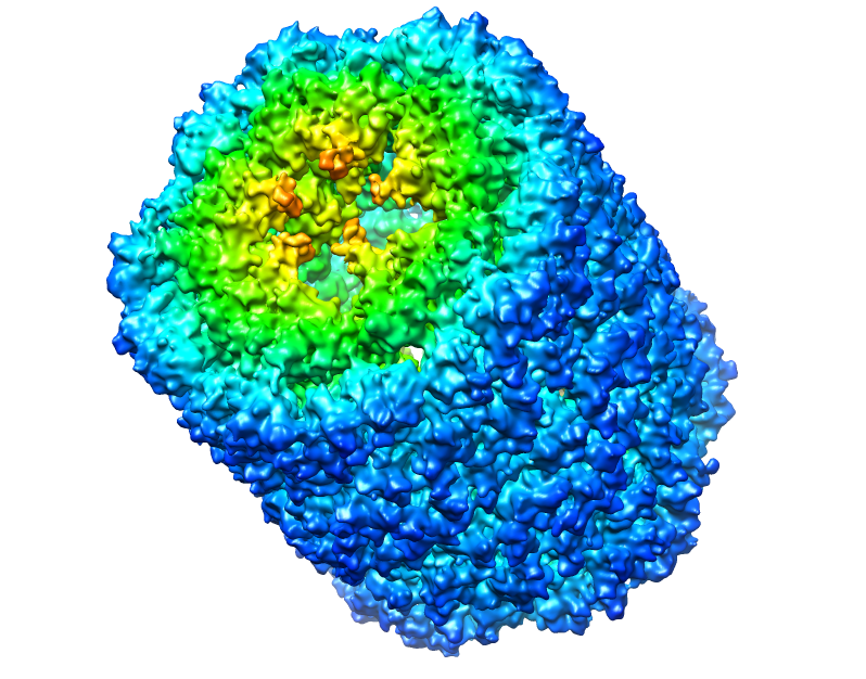 Biotin-KLH conj.