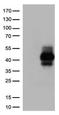 UBAC1 Antibody