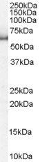 KPNA1/Importin alpha 5 Antibody