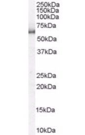 KPNA1/Importin alpha 5 Antibody