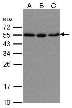 KPNA2 Rabbit Polyclonal Antibody