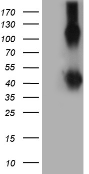 KPNB1 Antibody