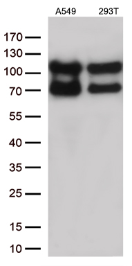 KPNB1 Antibody