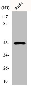 KRT17 Antibody