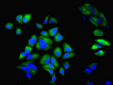 KRT6A Antibody