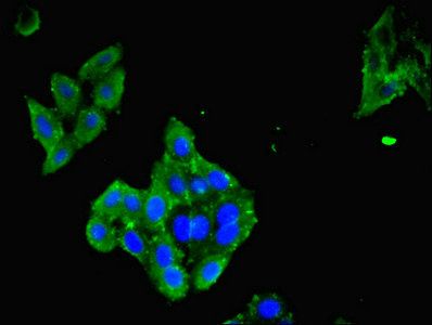 LAIR1 Antibody