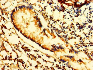 LAIR1 Antibody
