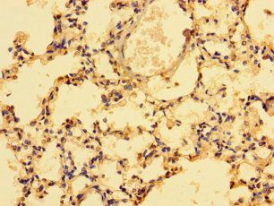 LAIR1 Antibody