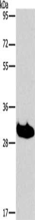 LAIR1 Antibody