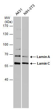 Lamin A + C Rabbit Polyclonal Antibody