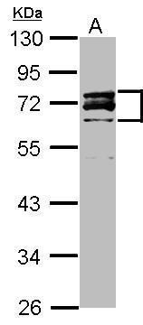 Lamin A + C Rabbit Polyclonal Antibody