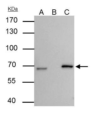 Lamin B2 Rabbit Polyclonal Antibody