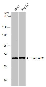 Lamin B2 Rabbit Polyclonal Antibody