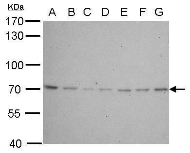 Lamin B2 Rabbit Polyclonal Antibody