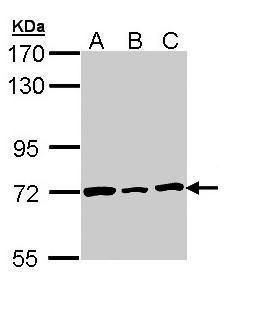Lamin B2 Rabbit Polyclonal Antibody