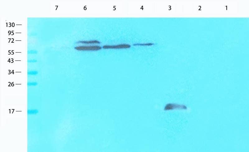 LC3 Rabbit Polyclonal Antibody