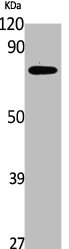 LCP2 Antibody