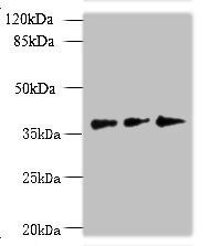 LDAH Antibody