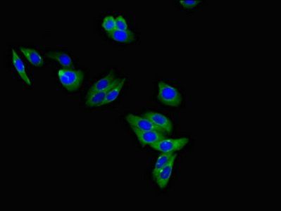 LEPR Antibody