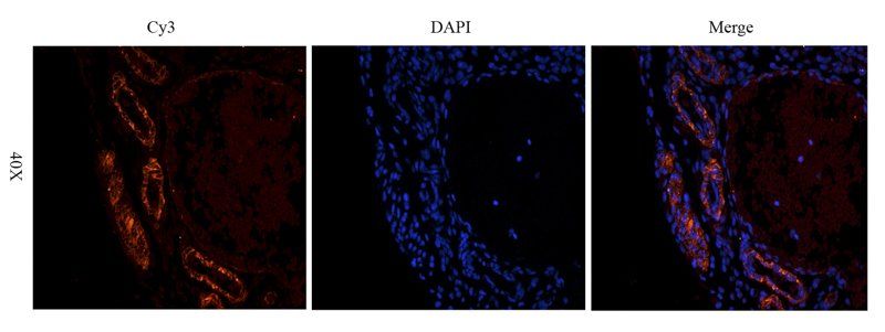 Leptin Rabbit Polyclonal Antibody