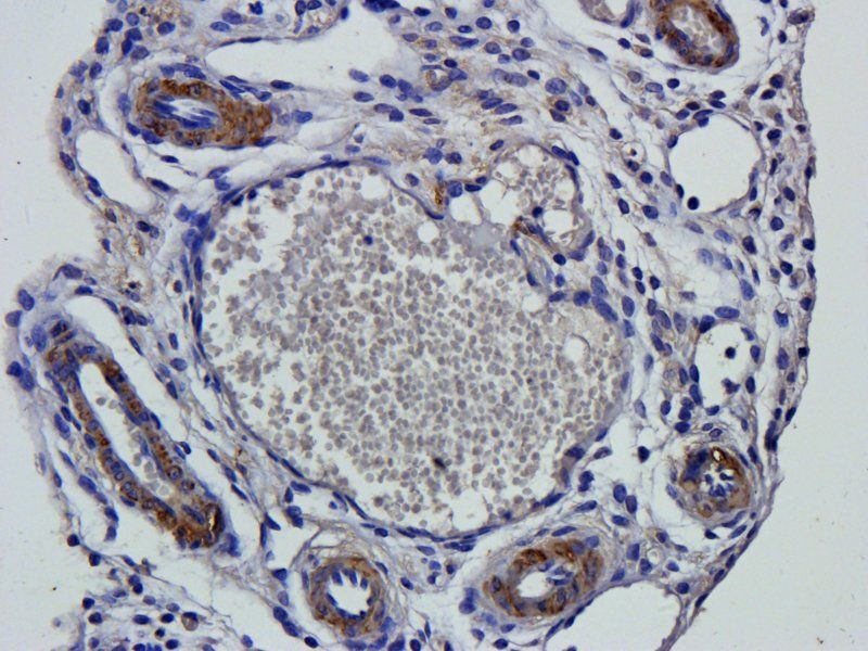 Leptin Rabbit Polyclonal Antibody