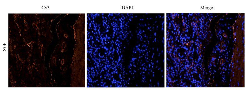 Leptin Receptor Rabbit Polyclonal Antibody