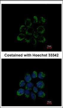 LETM1 Rabbit Polyclonal Antibody