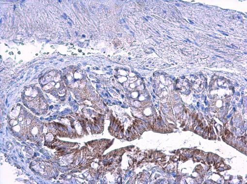 LETM1 Rabbit Polyclonal Antibody